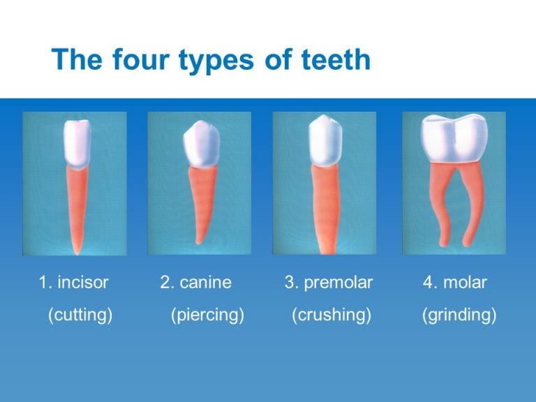 2. canine. (piercing) 3. premolar. (crushing) 4. molar. (grinding